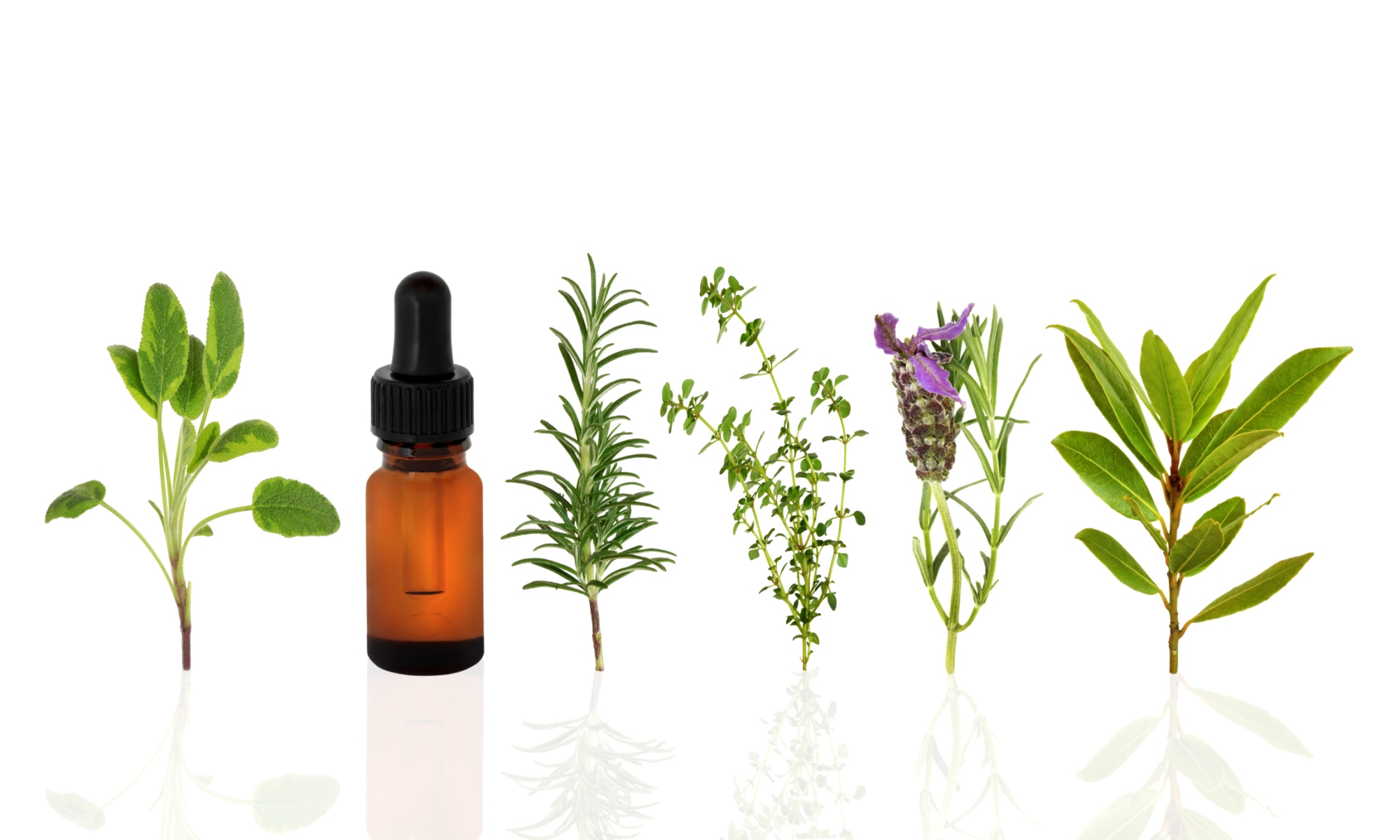 herbs oil plants essential oils